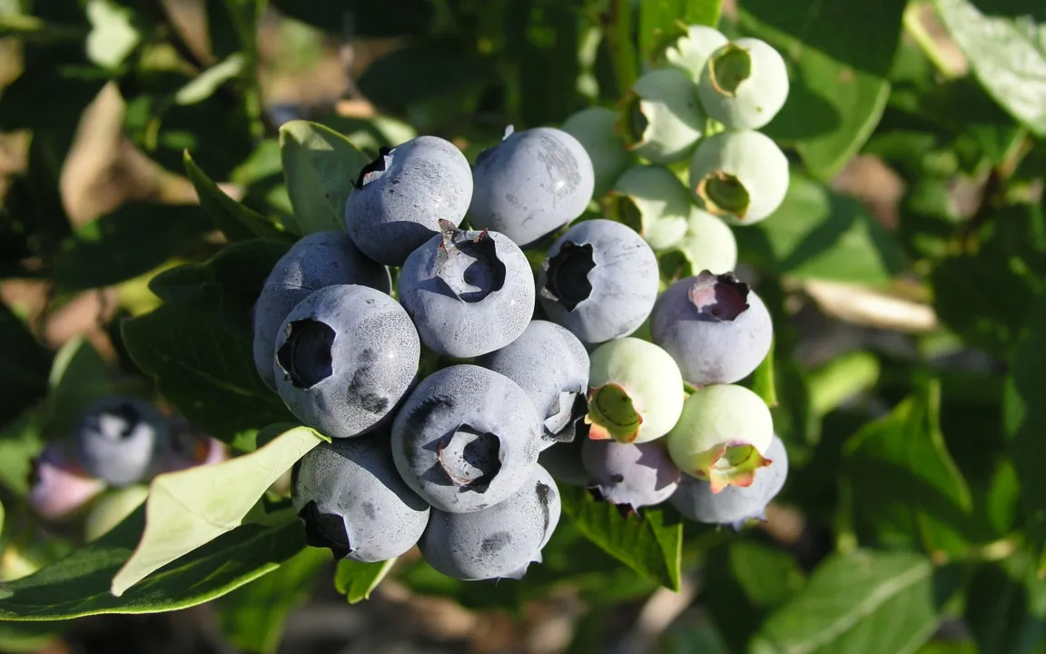 Süße Beeren lieben es sauer