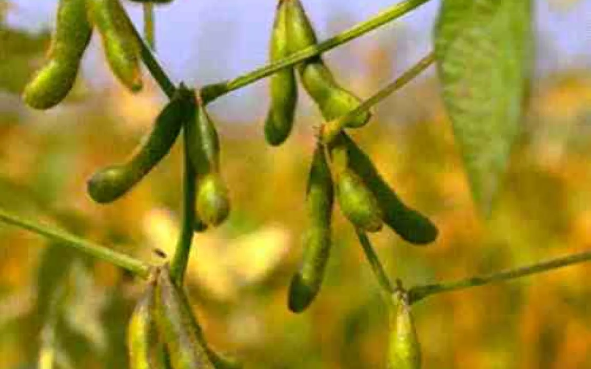 Teure Folgen der GVO-Vermeidungsstrategie