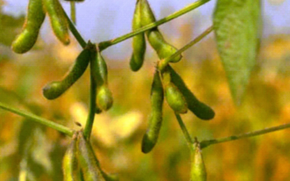 Vorsicht bei Säuglingsnahrung auf Sojabasis