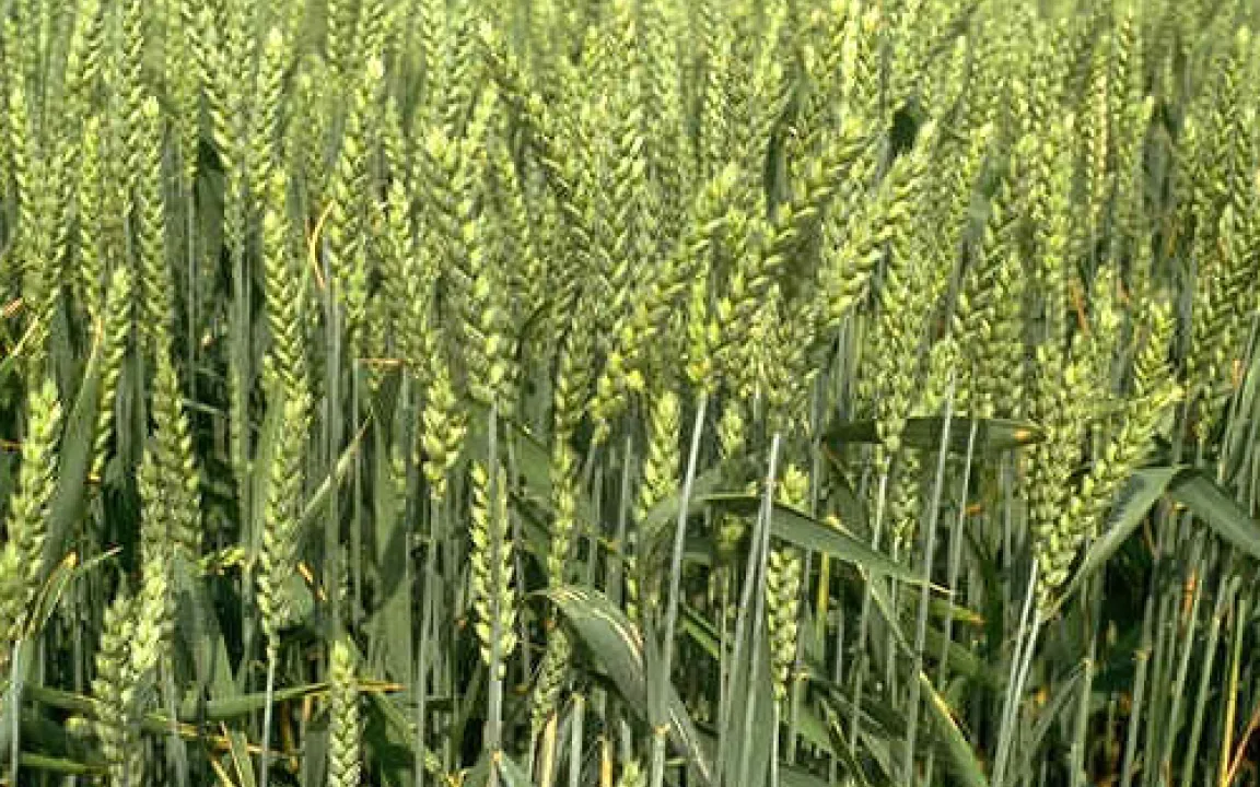 Weltweite Weizenernte hält nicht Schritt mit Verbrauch