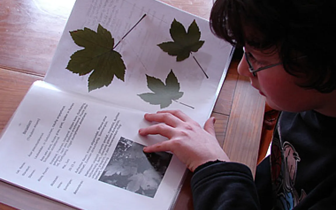 Nur gesunde Blätter für’s Herbarium