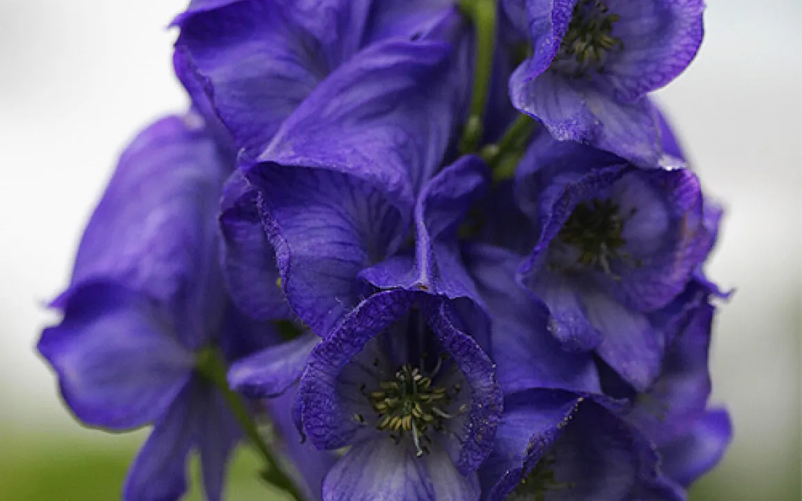 Eisenhut – bis Oktober in Blüte 