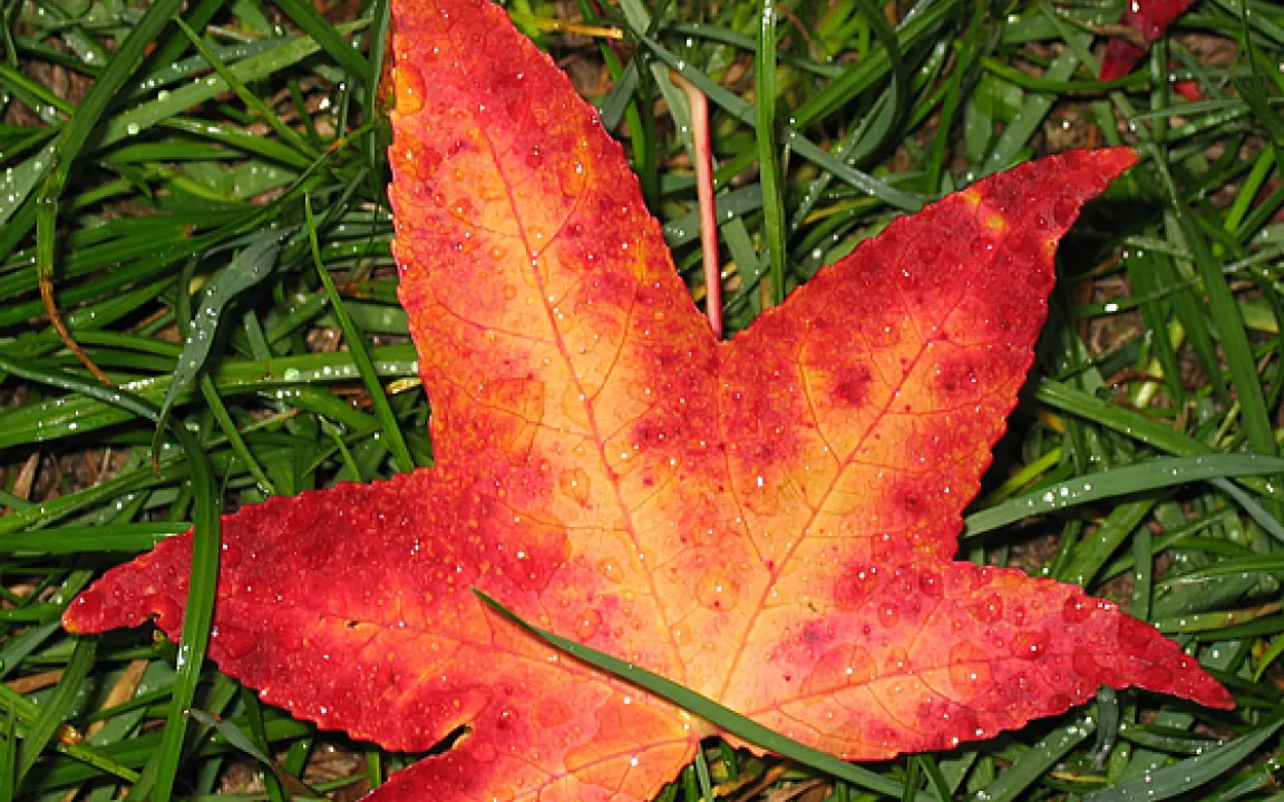 So wird der Garten winterfest 