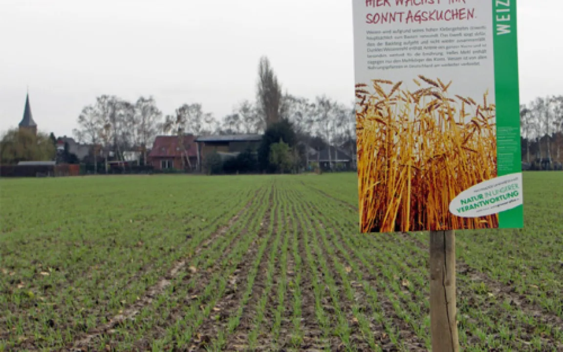 Der Weizen-Jahrgang 2008