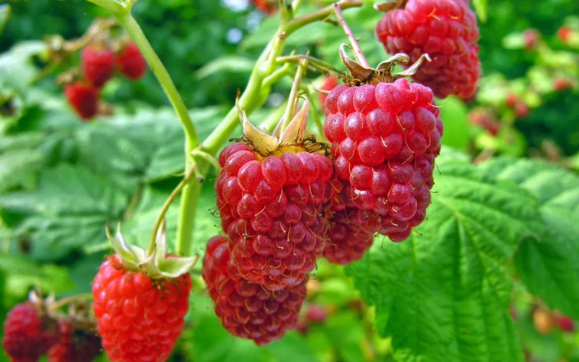 Blattläuse auf Johannisbeeren und Himbeeren