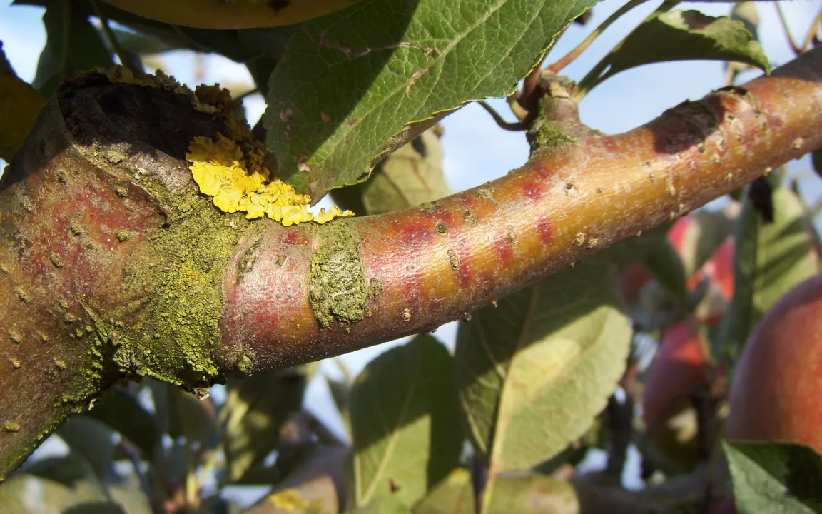Sie ist klein, gelb und gefährlich: die San-José-Schildlaus