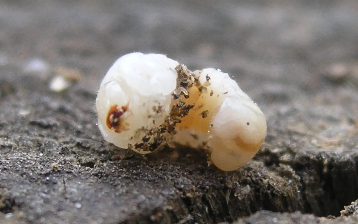 Ungebetene Kirchengäste: Holzwurm und Hausschwamm