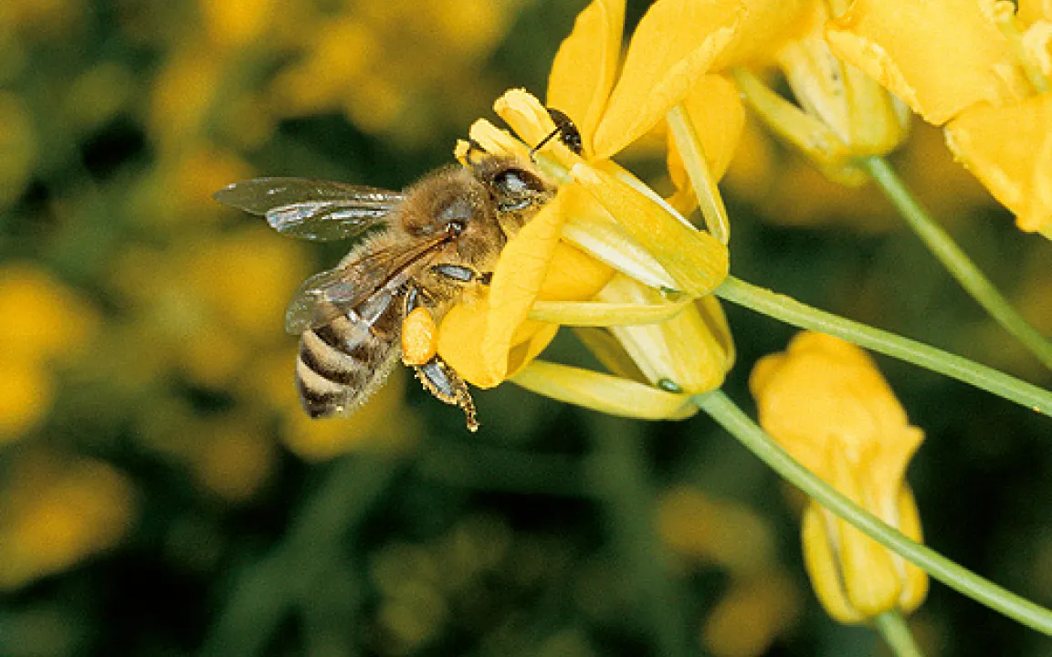 Dem Bienensterben auf der Spur. Sind Viren die Ursache? 