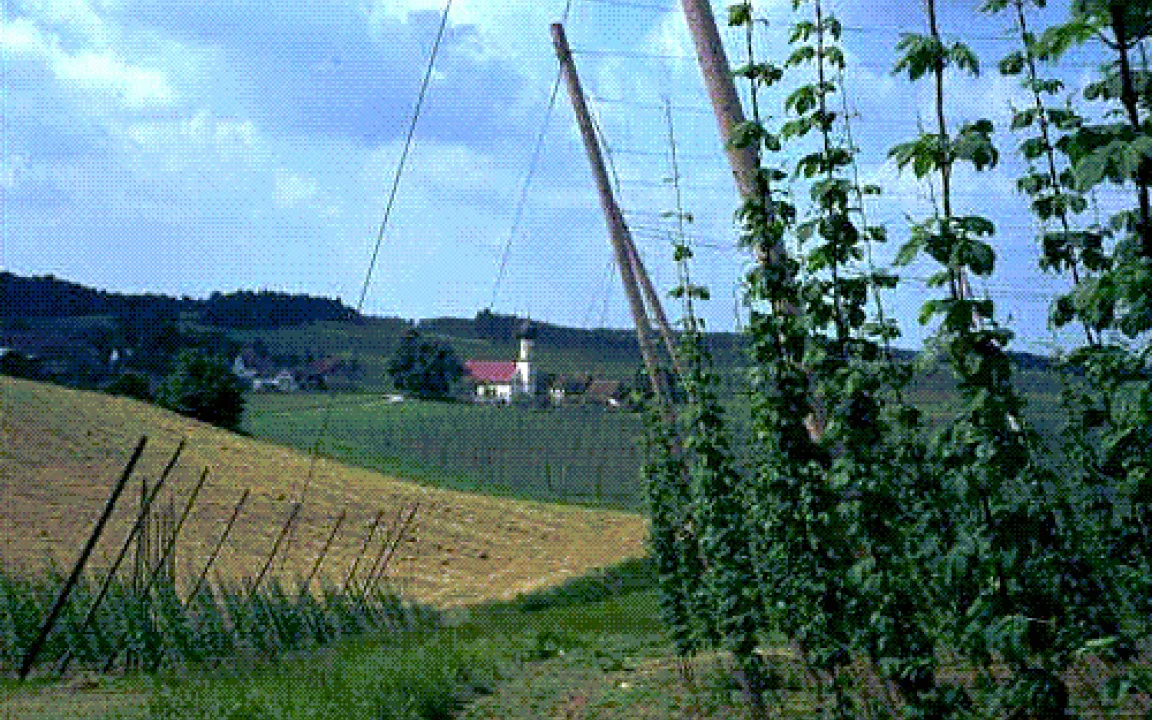 Hopfen - das grüne Gold der Hallertau