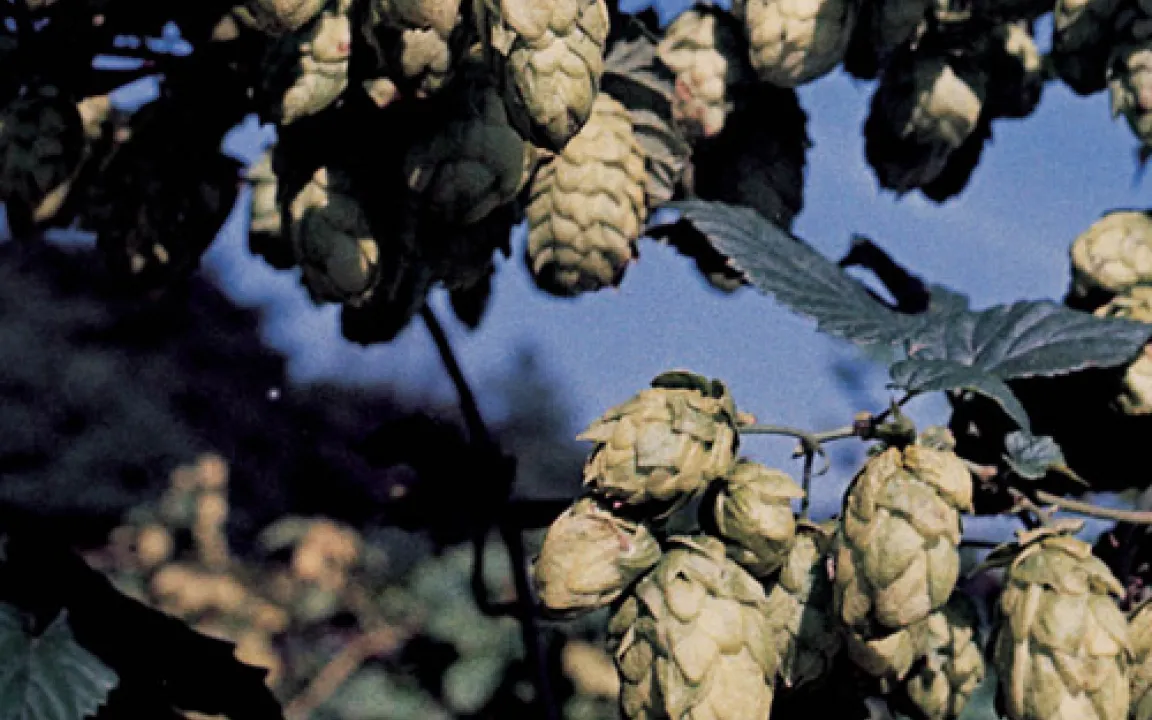 Unverzichtbar für die Bierbrauer - ohne Hopfen fehlt dem Bier die Würze