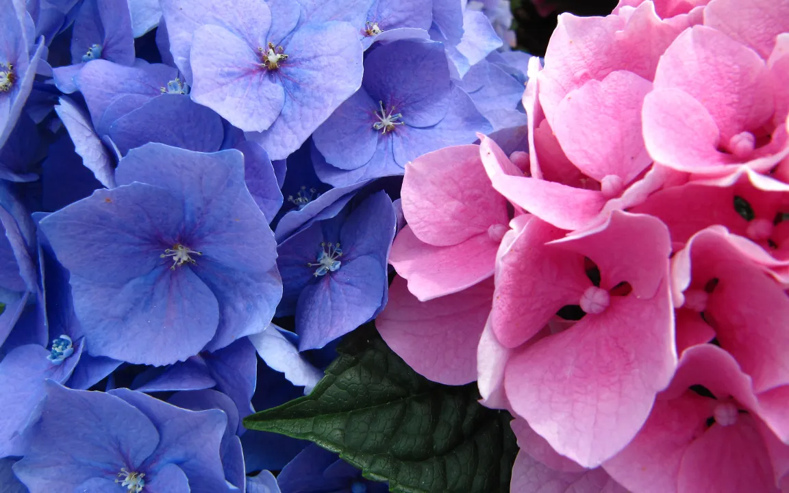 Blaue Hortensienblüten – die Erde macht's möglich
