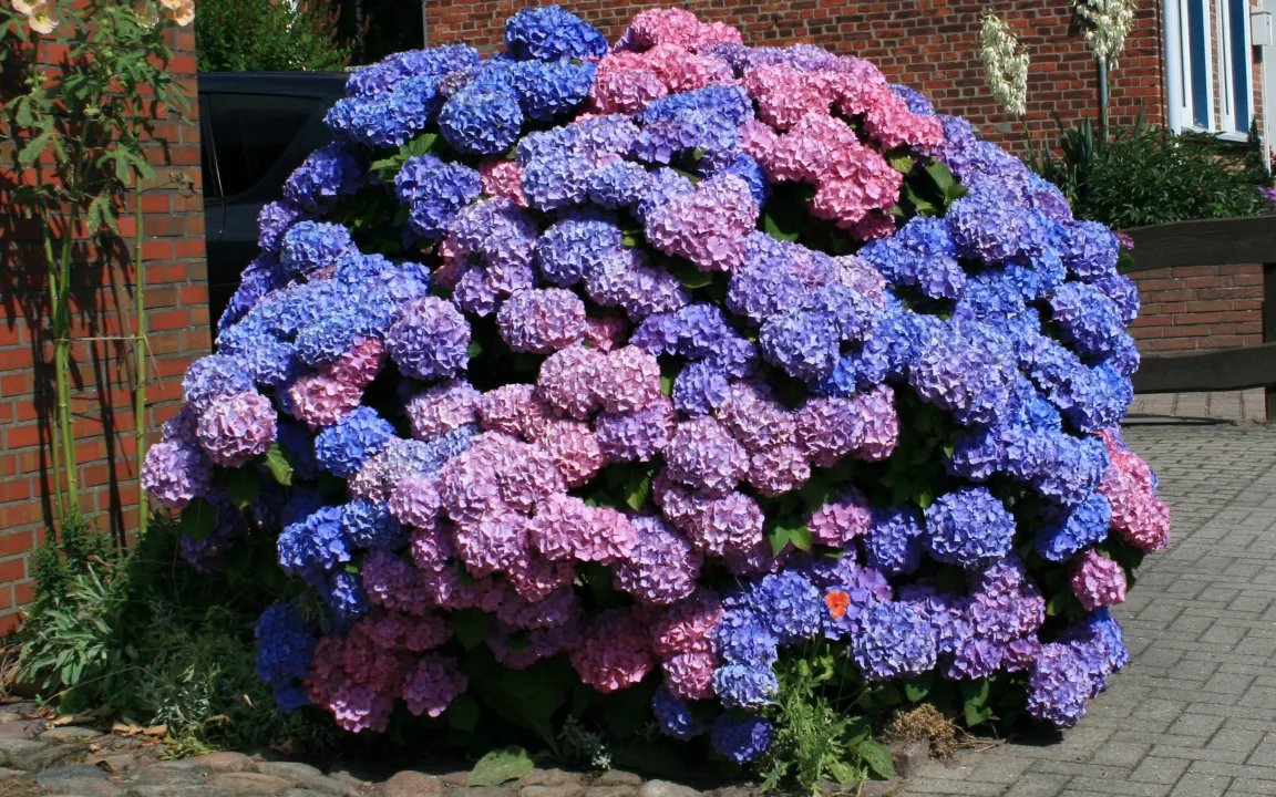 Hortensien – attraktiv, robust, pflegeleicht
