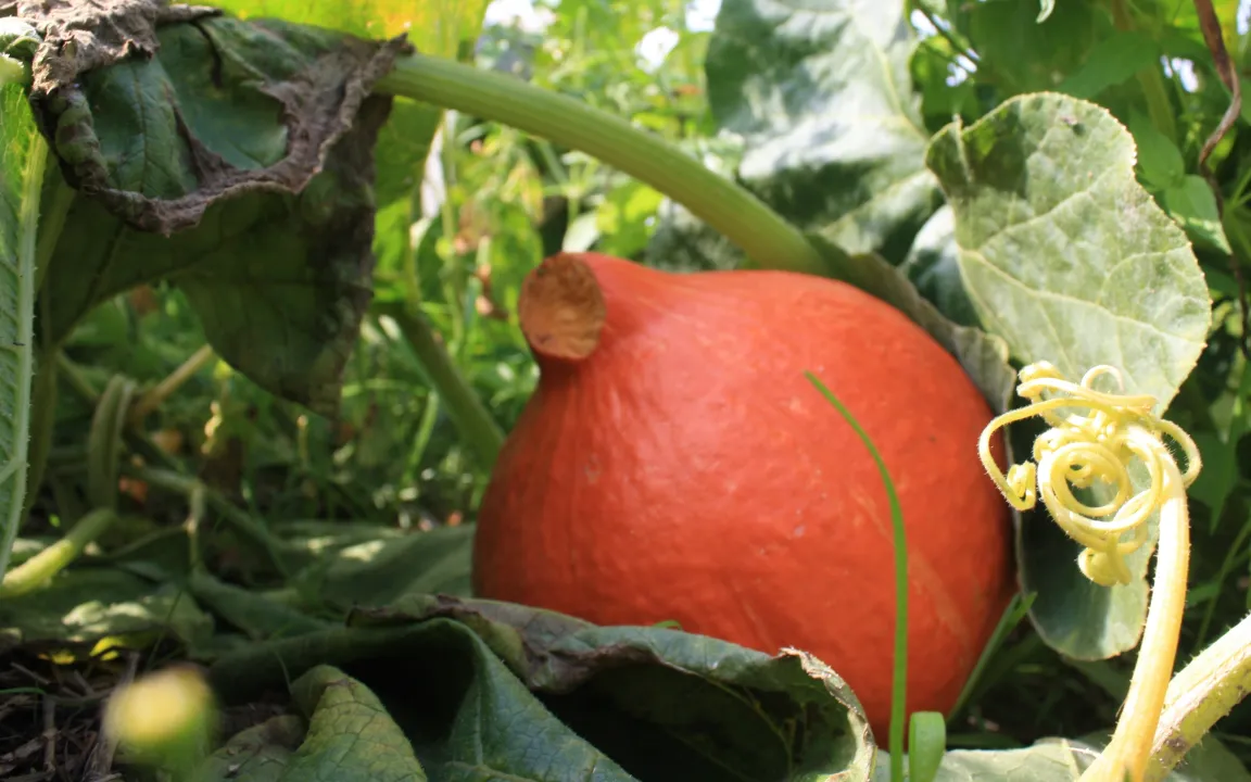 Kürbisernte 2010 – nicht berauschend