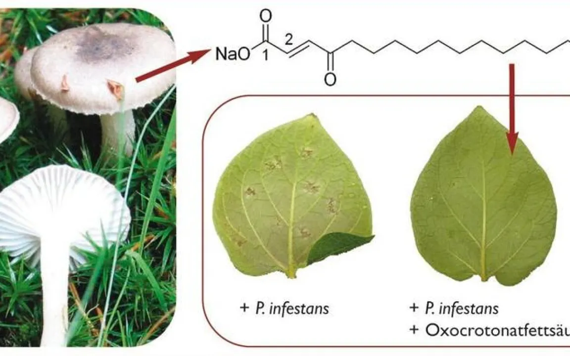 Phytophthora infestans: Lösung in Sicht 