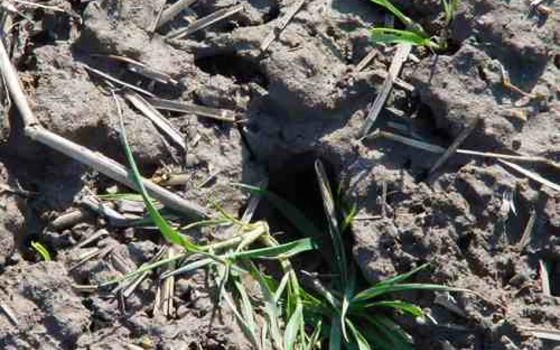 Feldmäuse – große Fraßstellen im Wintergetreide