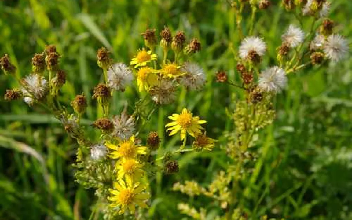 Weidetiere vor giftigem Jakobskreuzkraut schützen