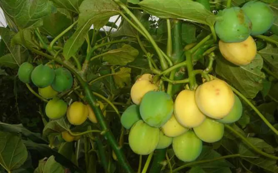 Jatropha – ein Multitalent wird erforscht