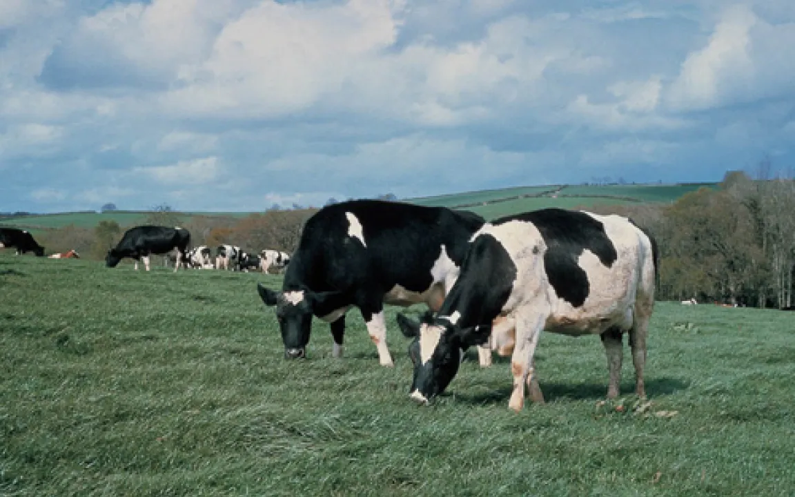 Nur gesundes Grünland macht Kühe wirklich glücklich
