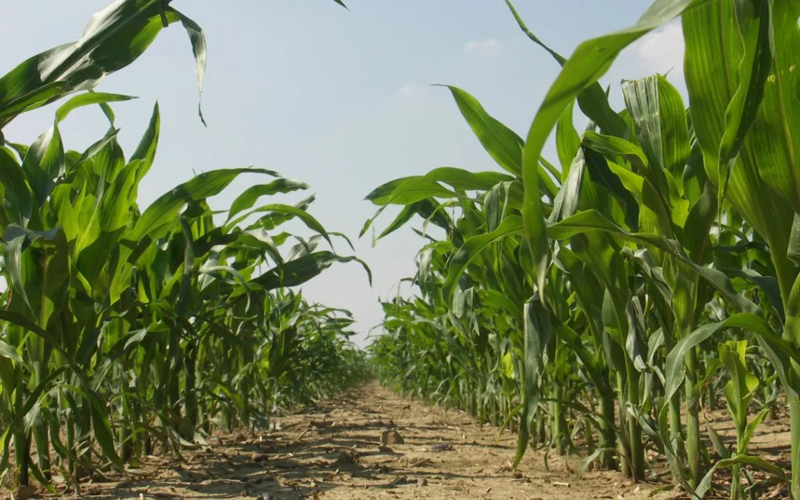 Unterfußdüngung: Service für die Pflanze