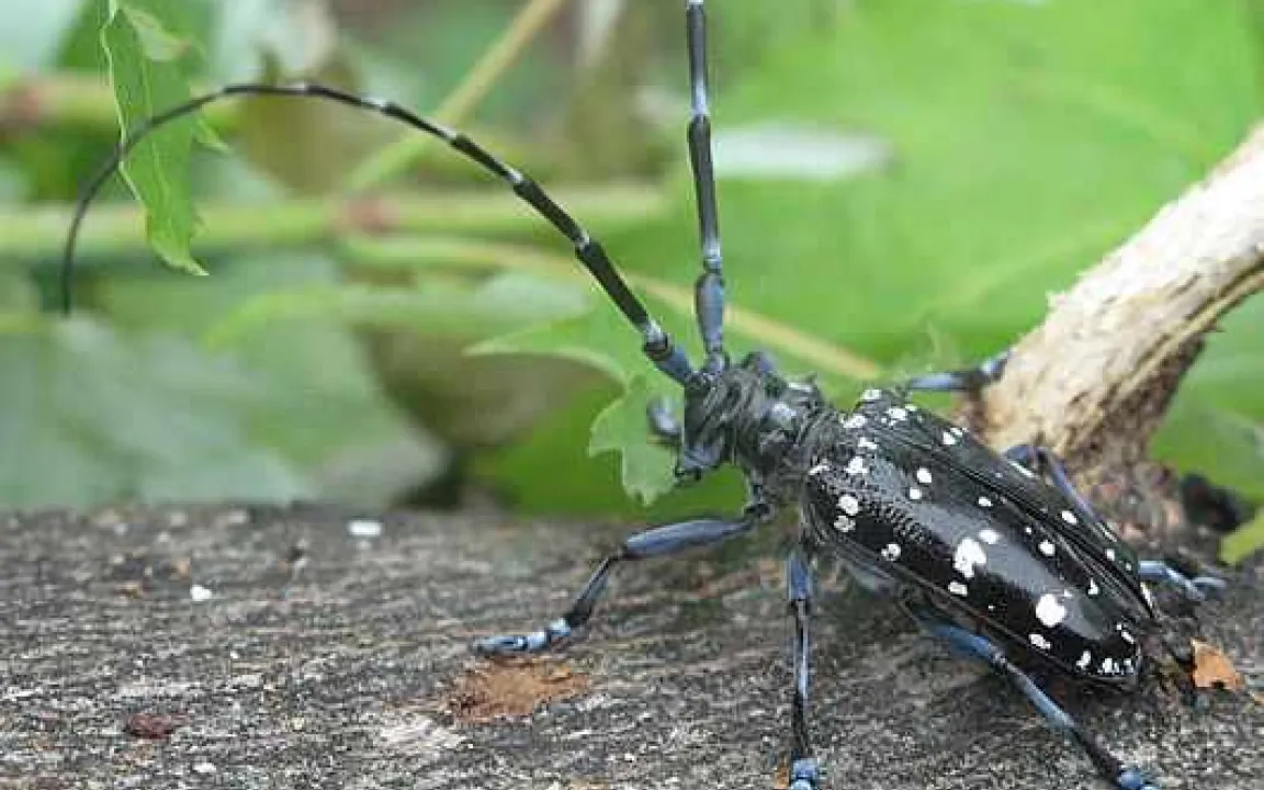 Jagd auf den Zitrusbockkäfer