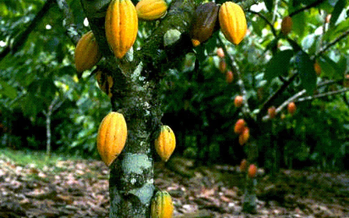 Dunkle Wolken am süßen Schokoladen-Himmel?