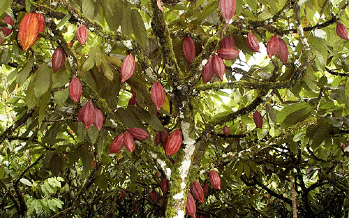 Kakao – begehrt bei Mensch und Schädling