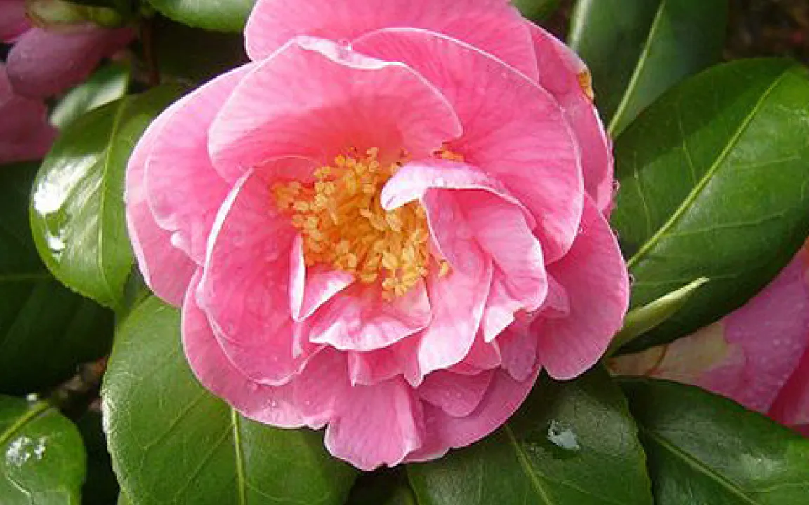 Zimmer- und Gartenpflanzen im Winter nicht vergessen! 