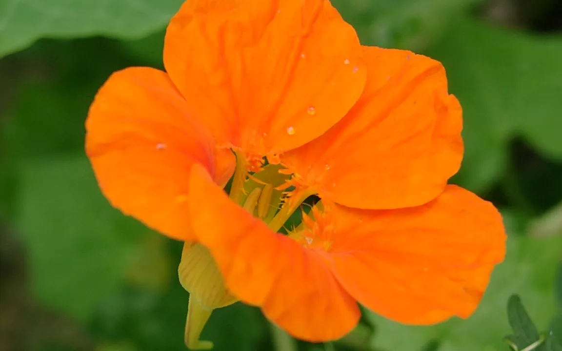 Große Kapuzinerkresse ist Arzneipflanze des Jahres 2013