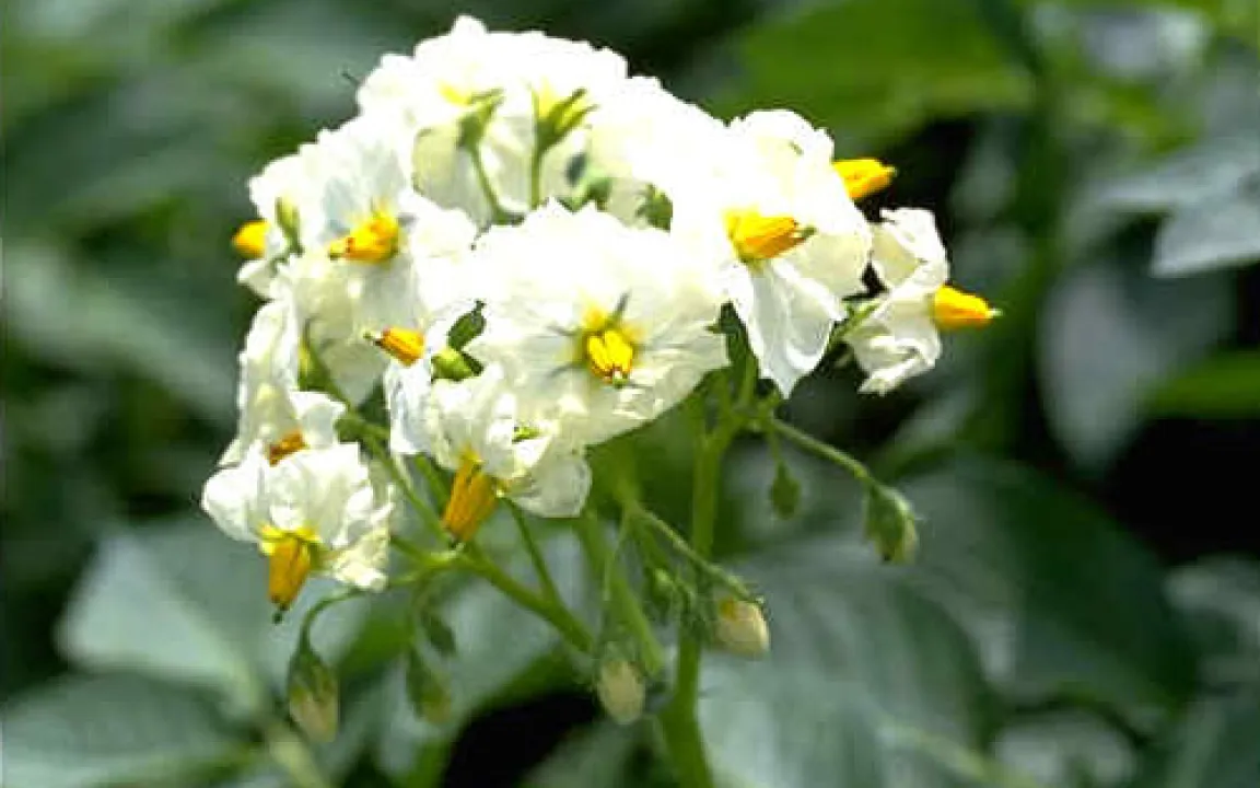 Kartoffeln richtig lagern