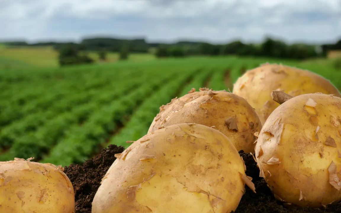 Neue gv-Kartoffel in den USA zugelassen