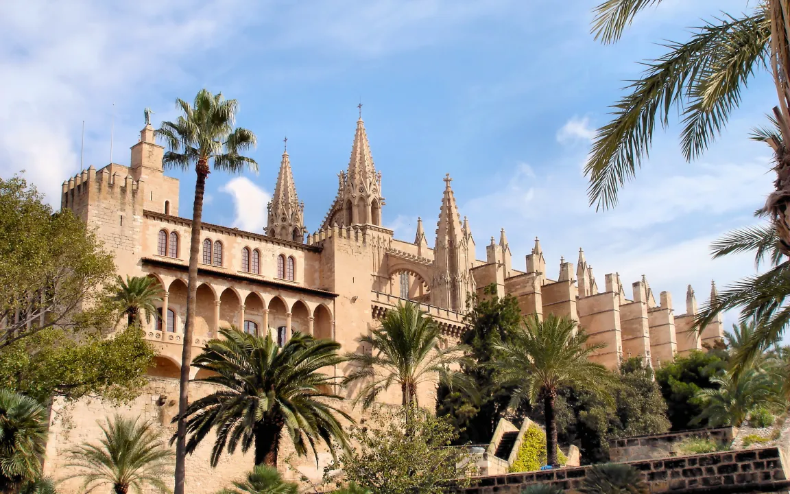 Mallorcas Palmen droht Kahlschlag: Der Palmenrüssler kennt kein Pardon