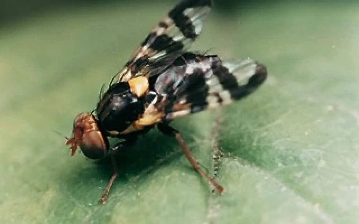Erst die Kirschfruchtfliege - dann die Maden 