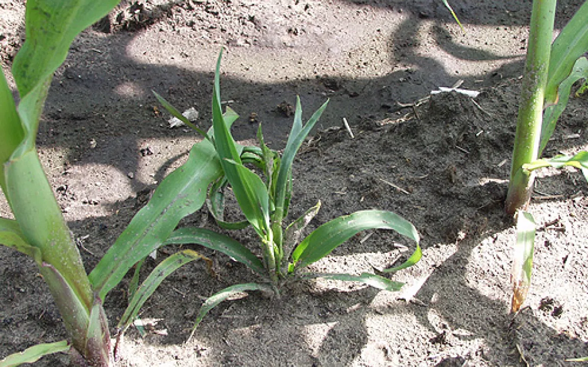 Unterirdisch schädlich: der Drahtwurm