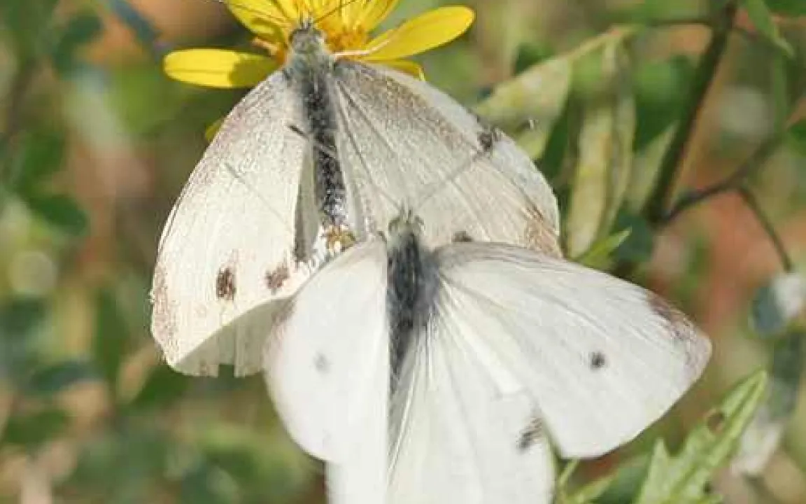 Schöner Schmetterling mit unliebsamer Raupe