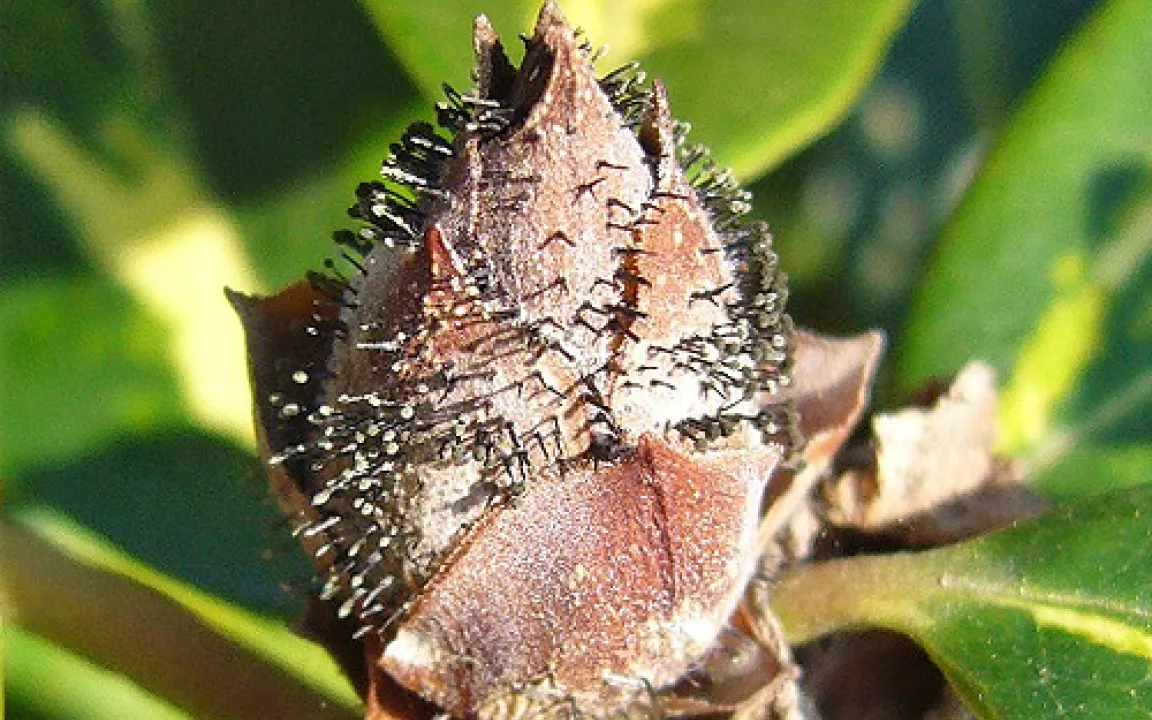 Rhododendron in Gefahr 