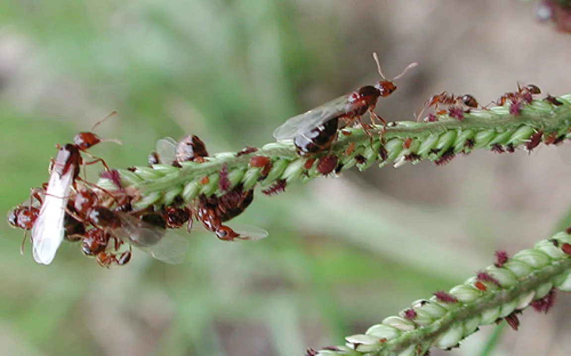 Unangenehme Zeitgenossen: Feuerameisen breiten sich in Nordamerika aus
