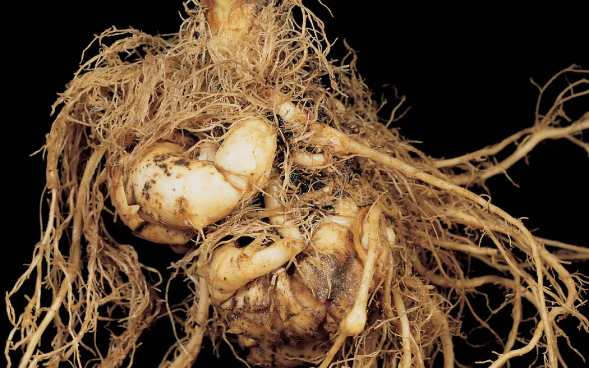 Gefahr aus dem Boden – Kohlhernie