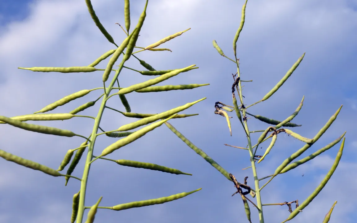 Der Kohlschotenrüssler ist auf dem Vormarsch