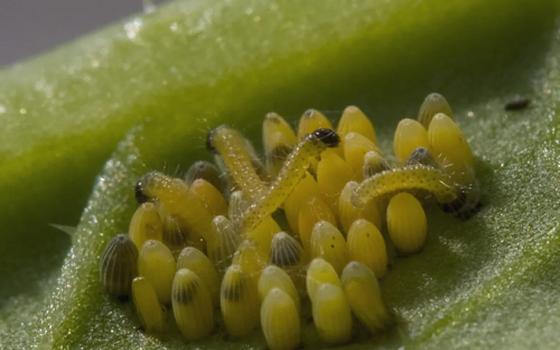 Der Kleine Kohlweißling aus der Nähe betrachtet 