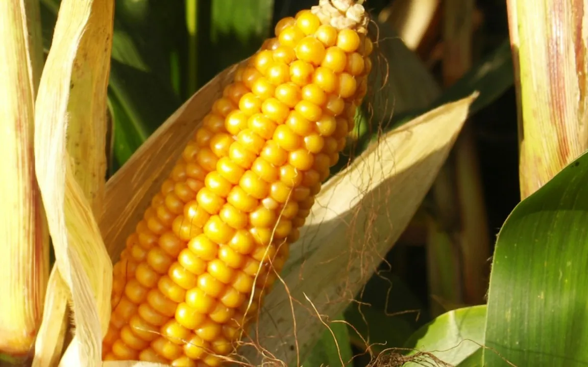 Körnermaisanbauer brauchen gute Nerven