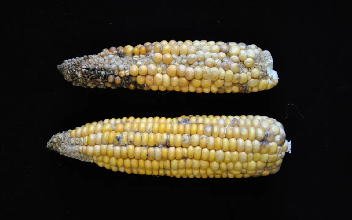 Pilzliche Krankheiten breiten sich im Mais aus