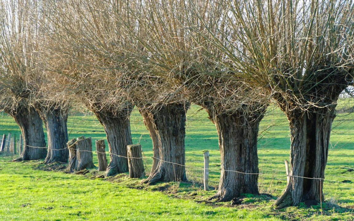 Kopfweiden prägen das Landschaftsbild in vielen Regionen