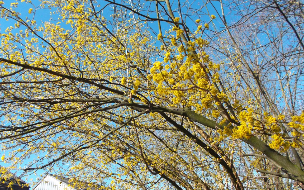 Die Kornelkirsche, eine kaum bekannte Gaumenfreude
