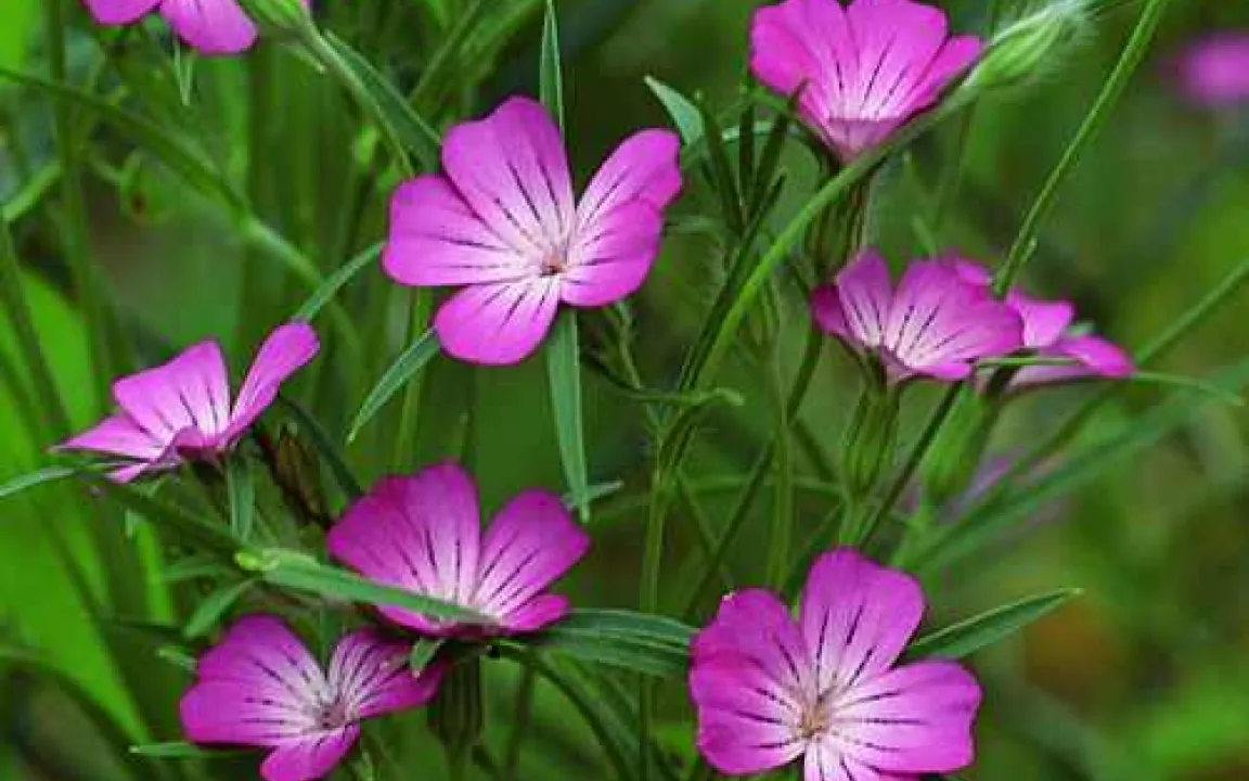 Von Natur aus giftig: manche Pflanzen nur mit Abstand bewundern