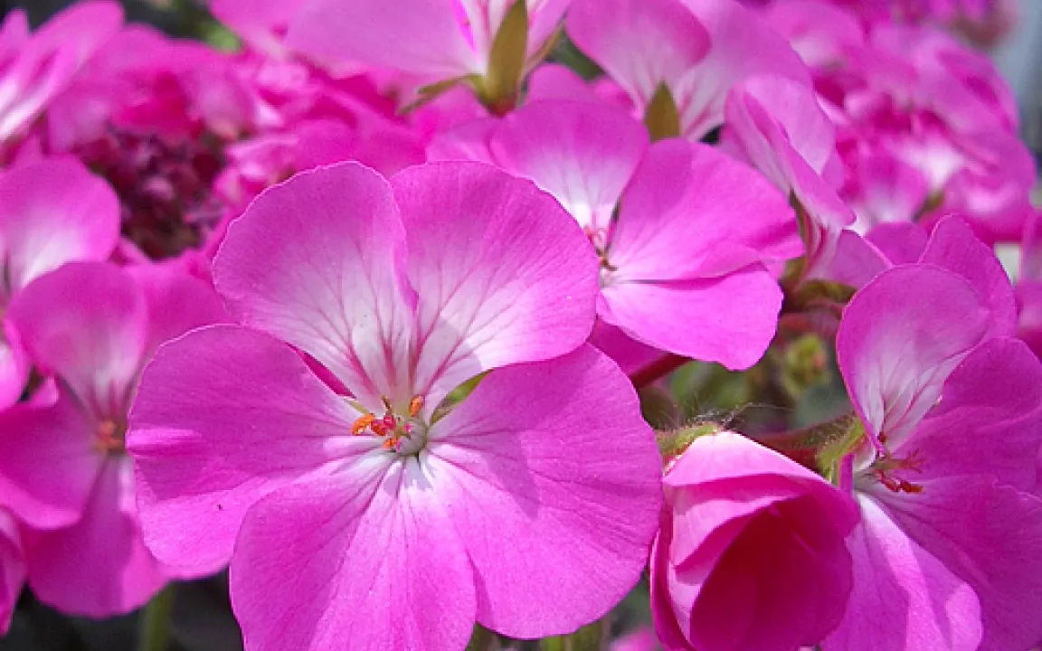 Geranien und Fuchsien jetzt genau beobachten 