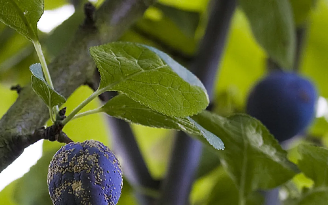 Die Monilia-Fruchtfäule macht Pflaumen ungenießbar 