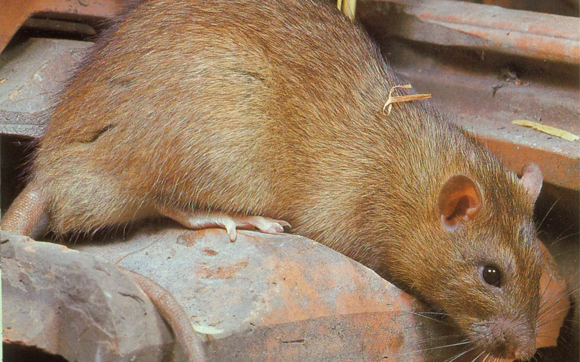Ratten und Mäuse: Jedes Jahr 40 Millionen Euro Verluste in deutschen Getreidelagern