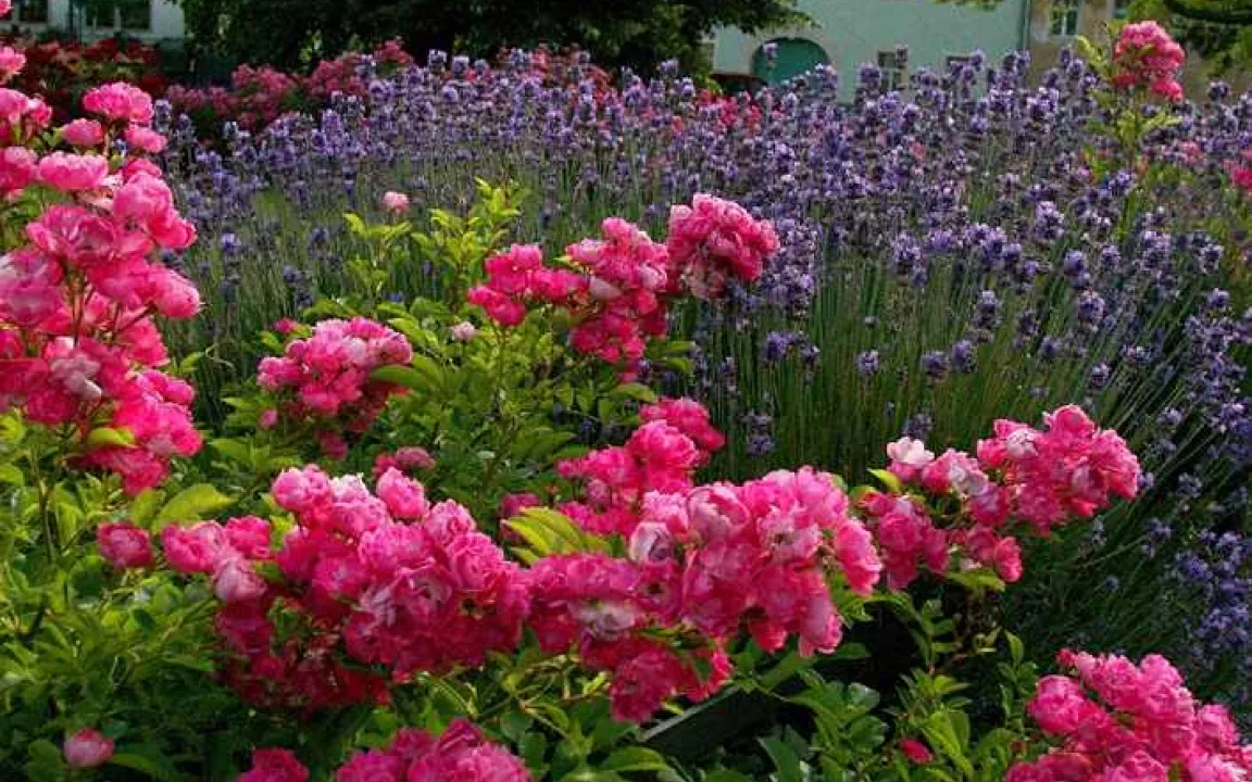 Hochsaison im Garten