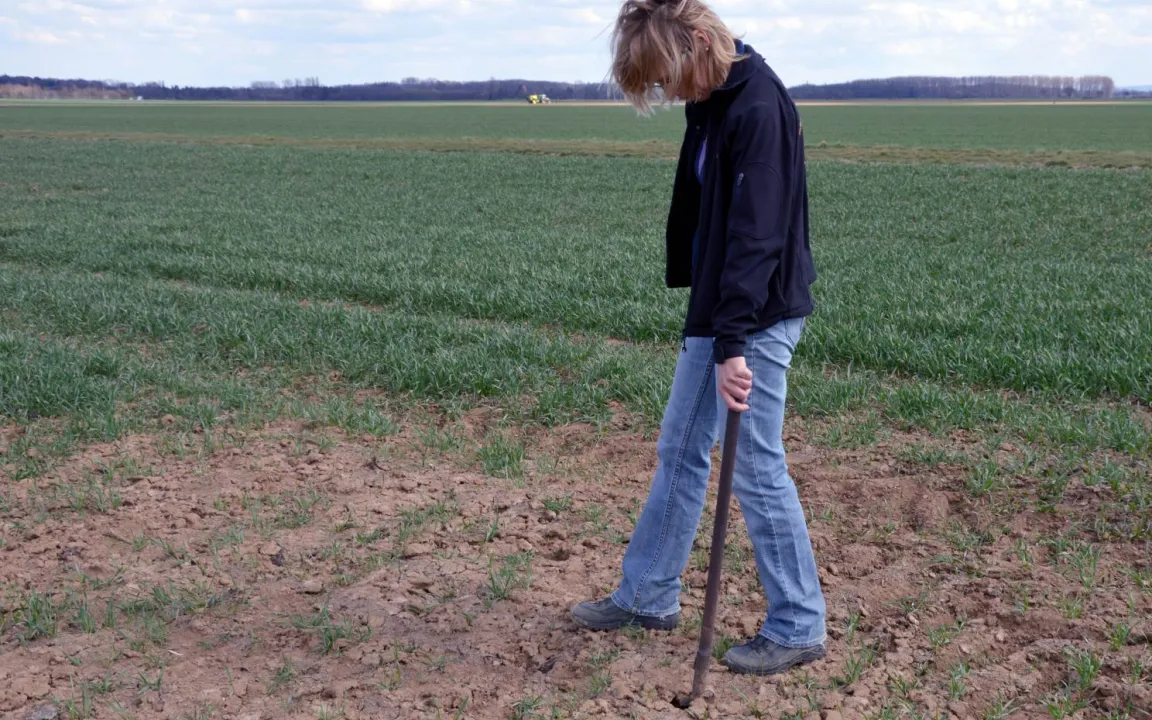Feldmäuse rücken zusammen wenn sie sich stark vermehren
