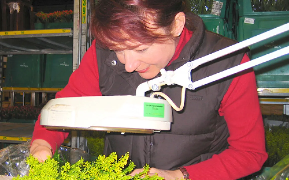 Exotische Schädlinge bedrohen europäische Pflanzen